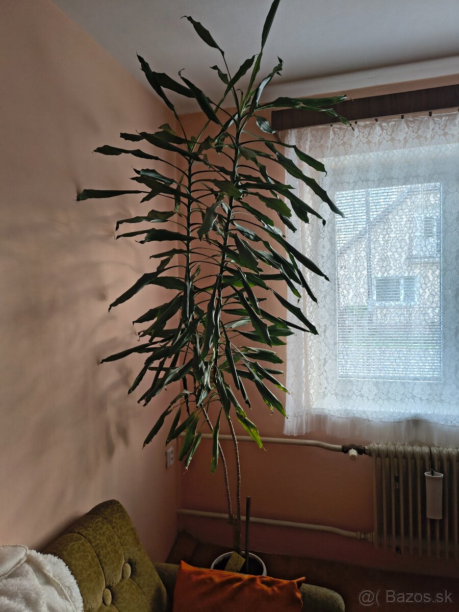 Juka - Yucca