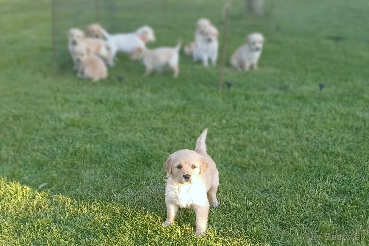 ZLATÝ RETRIEVER