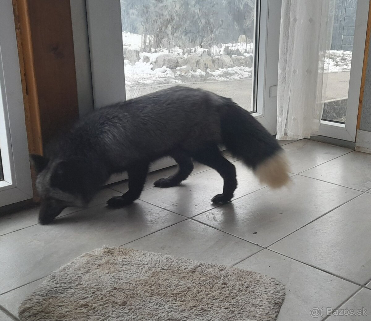Líška strieborná 10.05.2024 samica