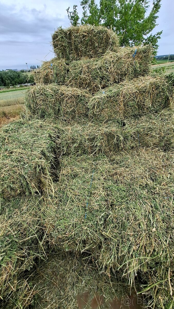 Lucerka
