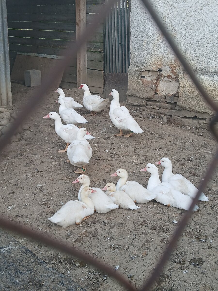 Pižmová kačica