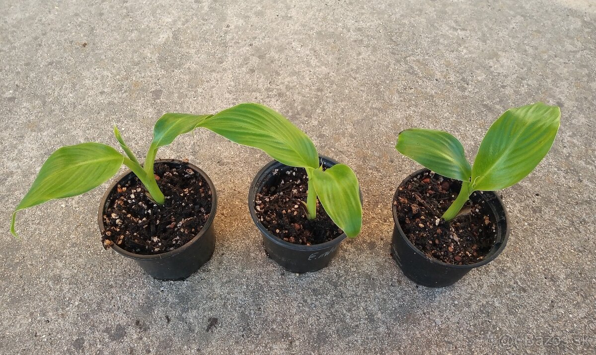 Banánovníky - Ensete, Musella, Dwarf Cavendish