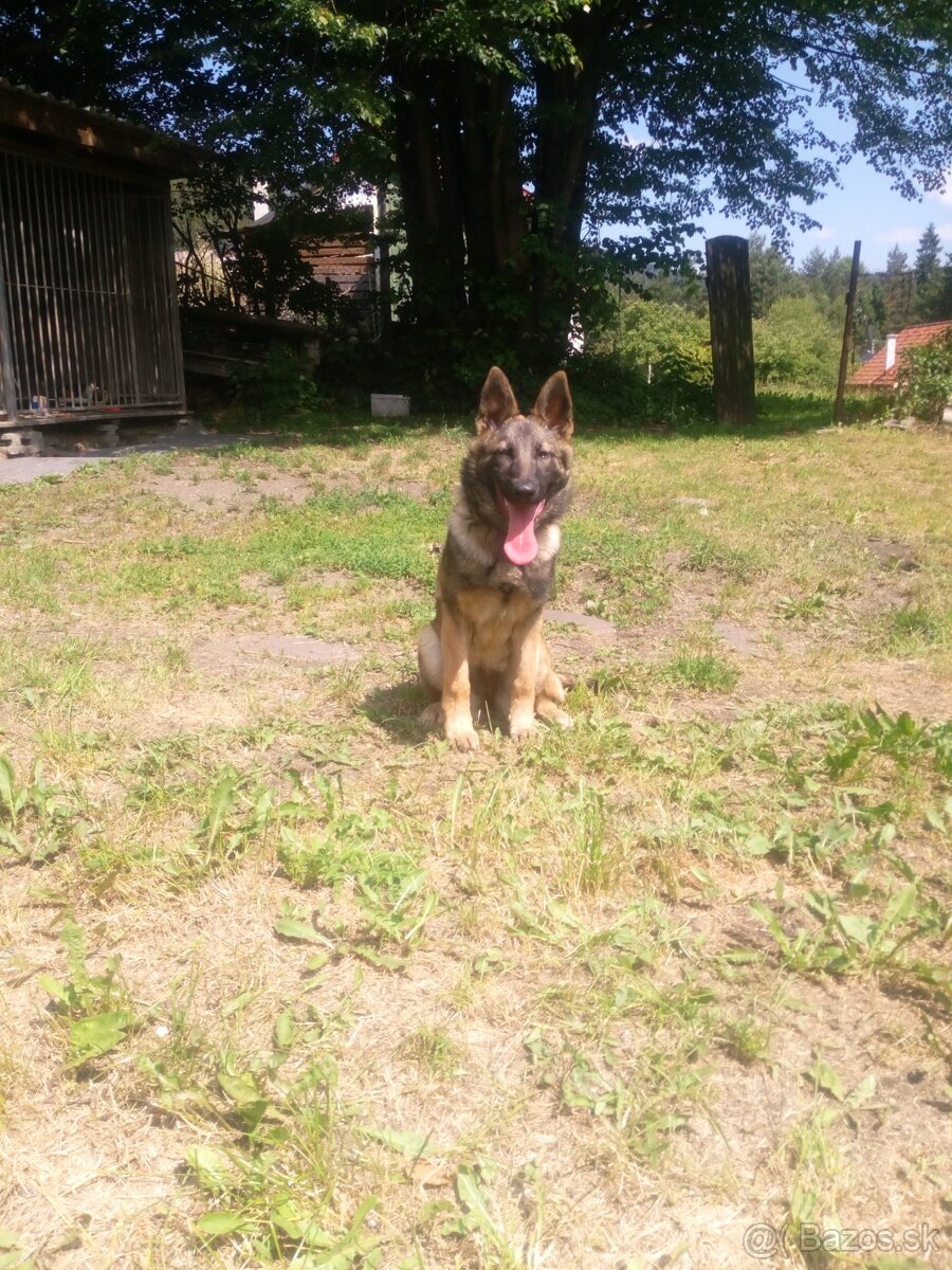 Nemecký ovčiak na predaj