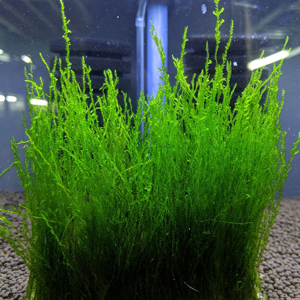 Flame moss