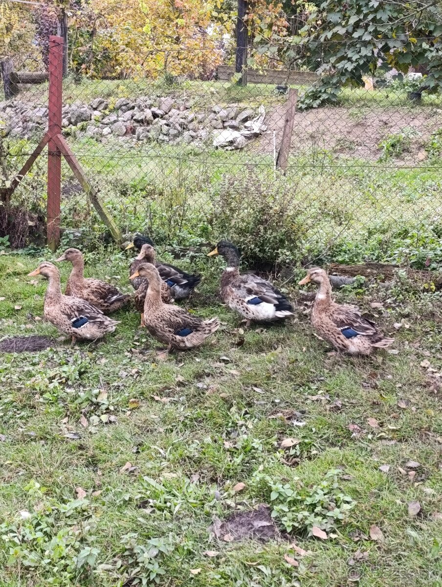 Ruanské kačice