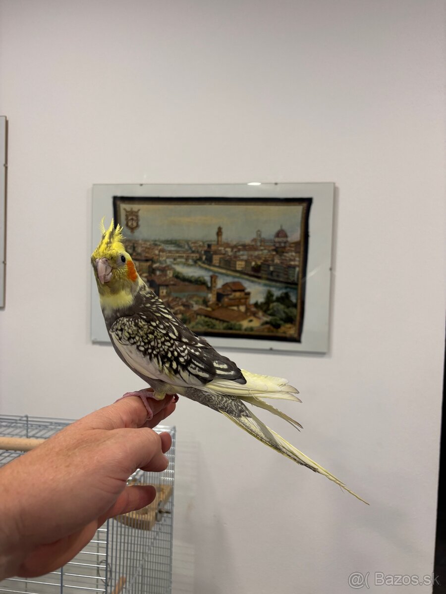 Rucne dormena korela.