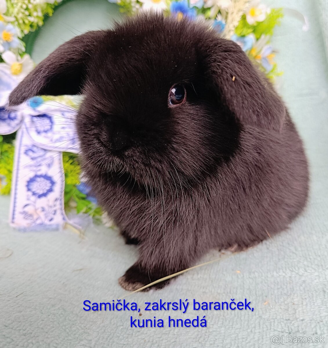 Zakrslý baranček s VP samička