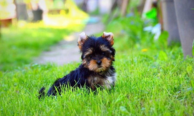 Yorkshirsky terrier mini