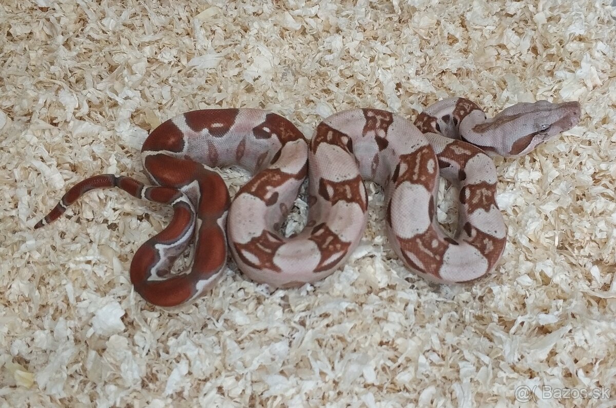Boa imperator - VPI T+ Albino het Blood, Normal DH VPI Blood