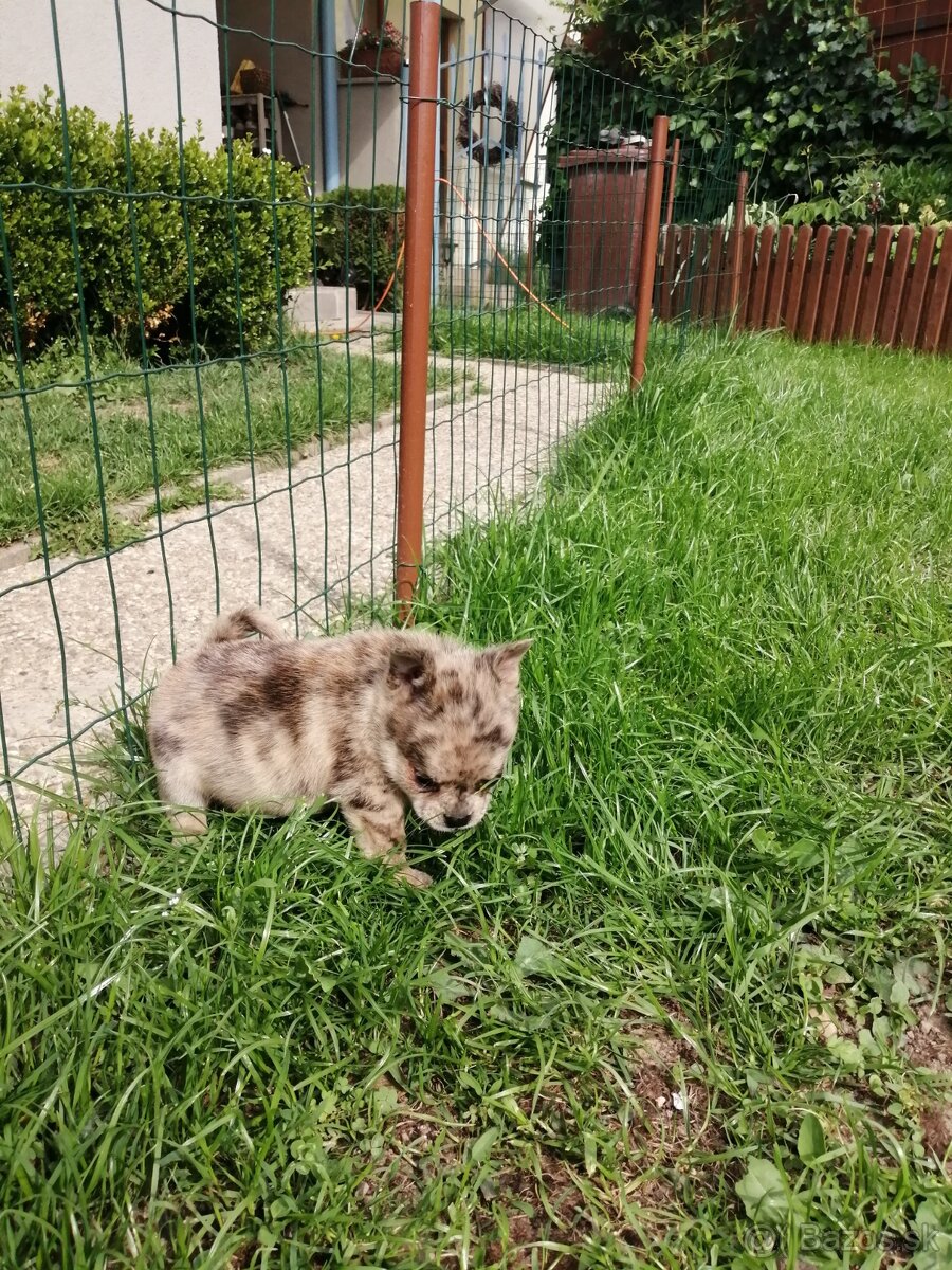 pomeranian x civava