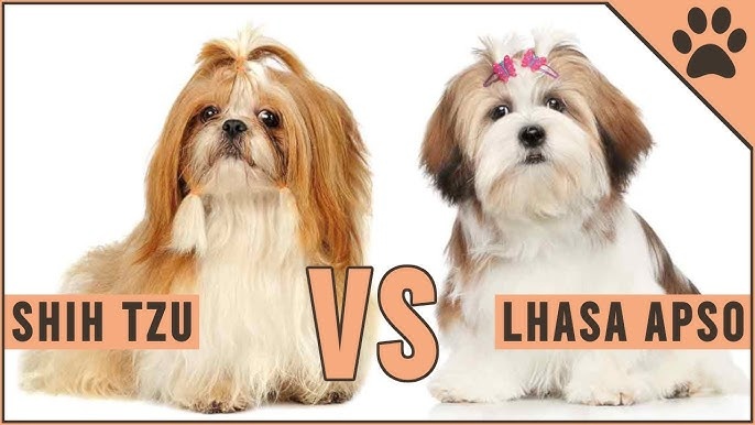 Kúpim šteniatko SUČKU SHITZU, Shih-tzu alebo LHASA APSO