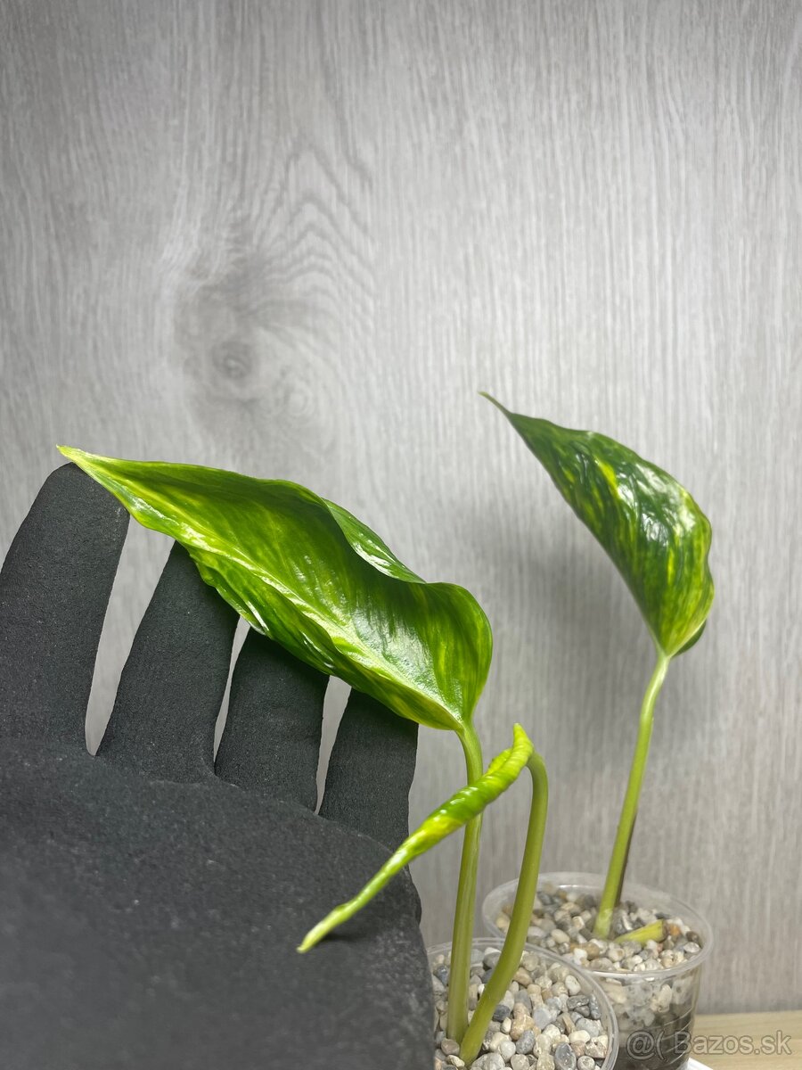 Epipremnum Shangri-La variegated (Godzilla)