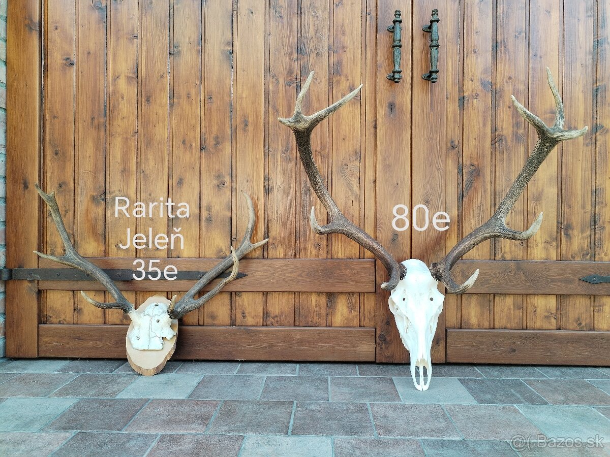 Trofeje jeleňov parozie