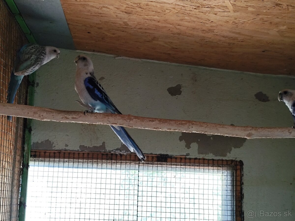 Rozela pestrá - modra ,štepaky na overgoten