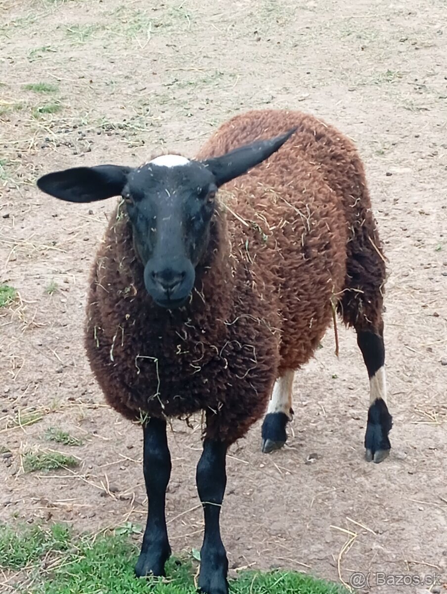 vf ovce a beran