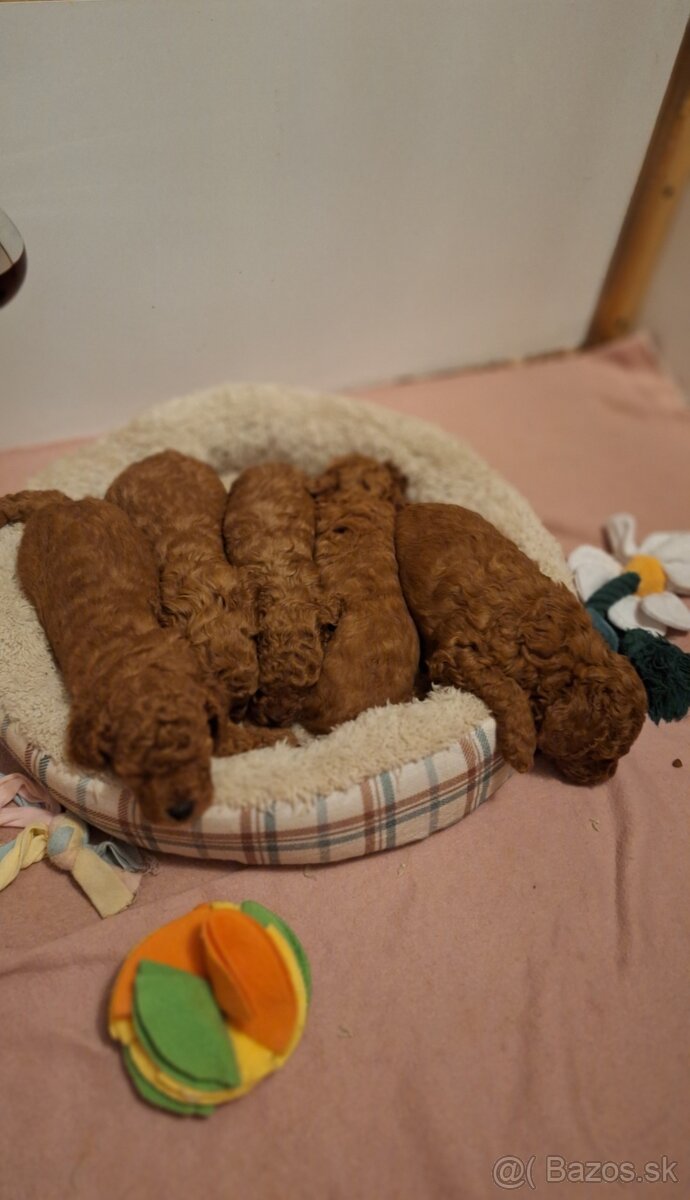 Pudlik pudel trpasličí-stredný fenky