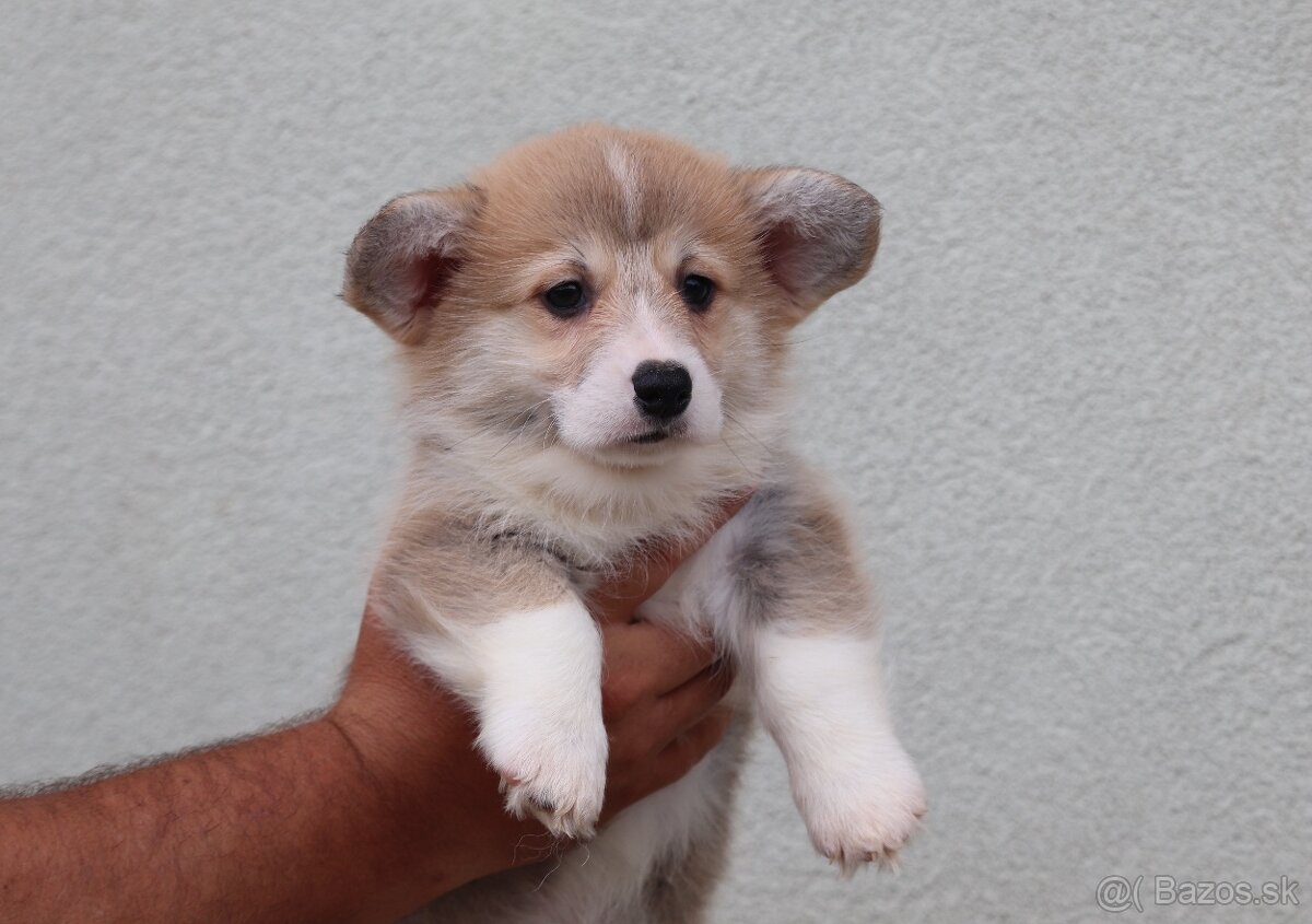 Welsh Corgi Pembroke s PP