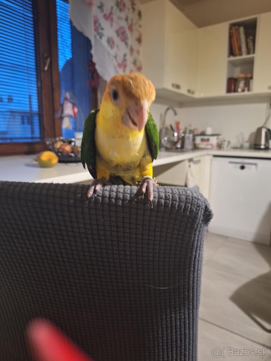 Amazonik bielobruchy