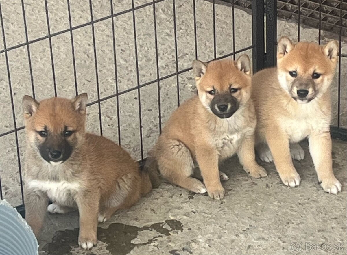 Shiba inu
