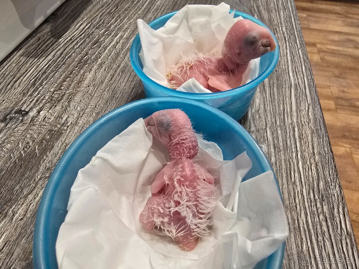 Ara ararauna - mláďatká na ručné dokŕmenie