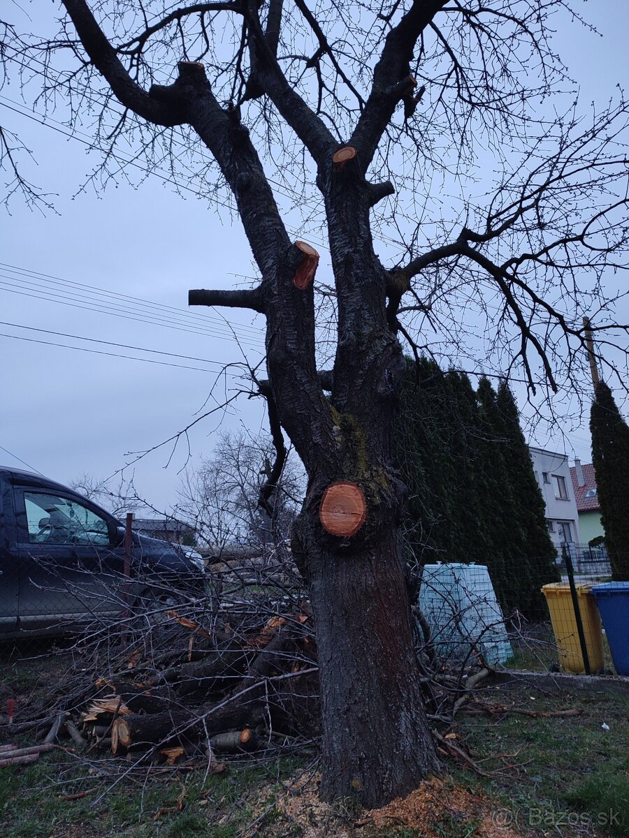 Ceresna drevo kmen