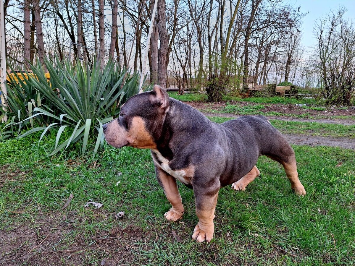 American Bully Pocket