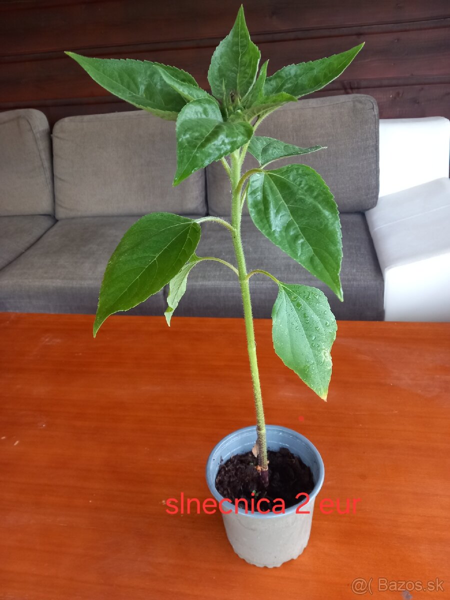Slnecnica sadenice