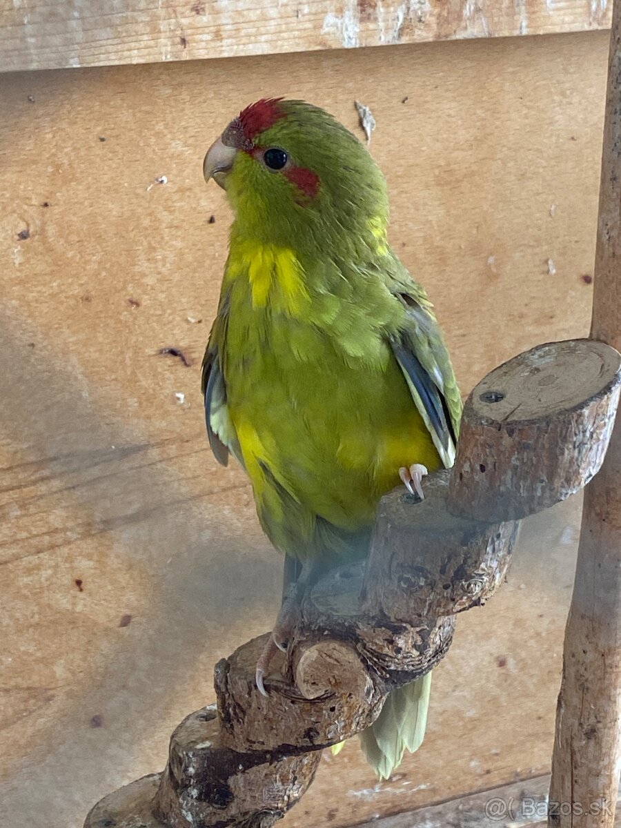 Kakariky