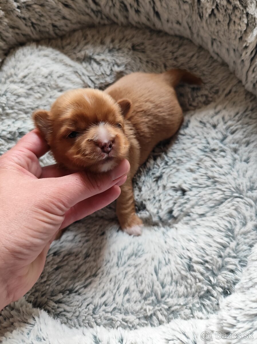 Yorkshire terrier