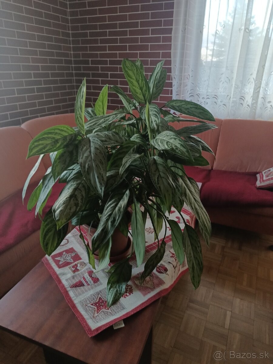 Predám kvet výška 70 CM od kvetinača