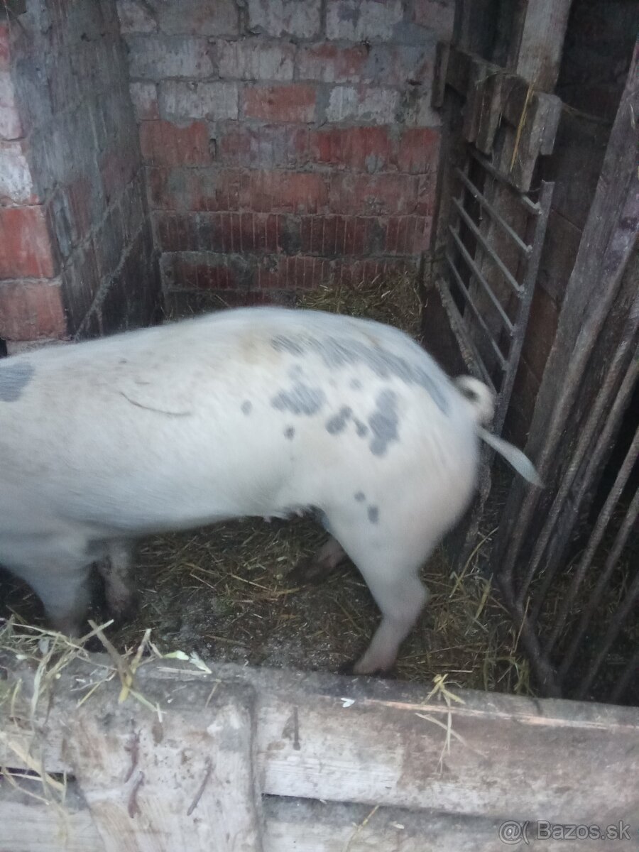 Na predaj nepripustene mlade prasničky