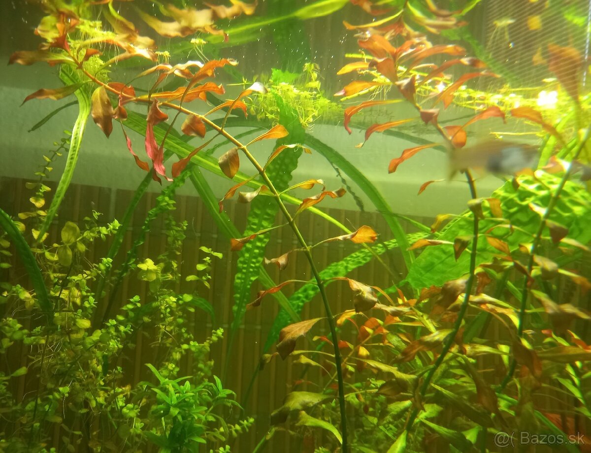 Rastliny do akvária