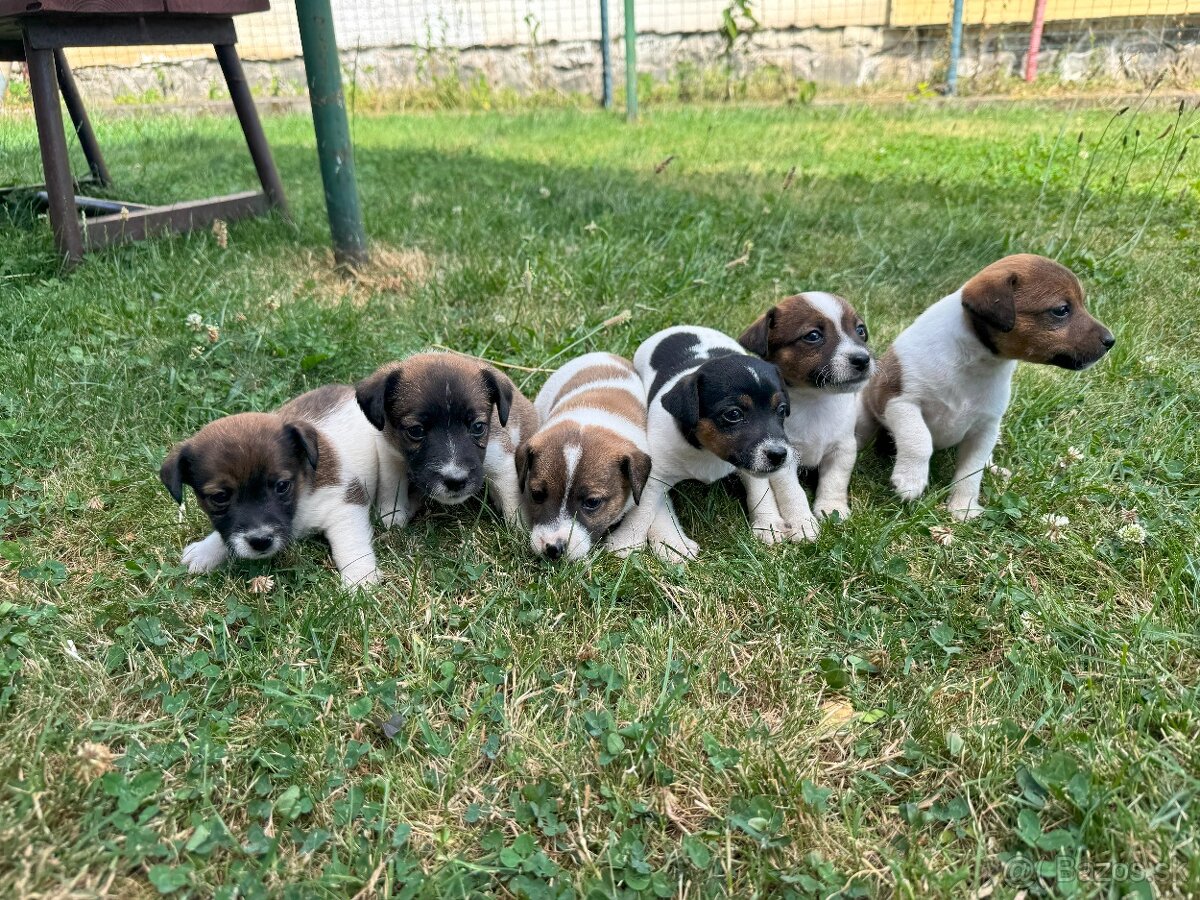 Jack Russell