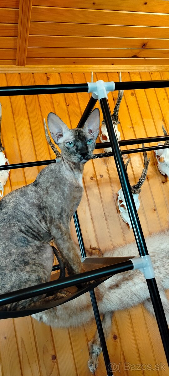 Hľadám kocúra na krytie - Sphynx