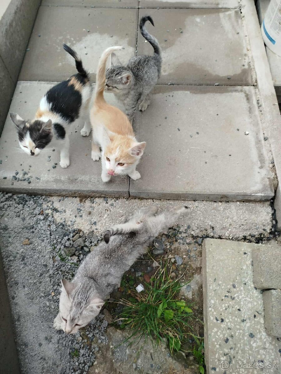 Darujem mačiatka