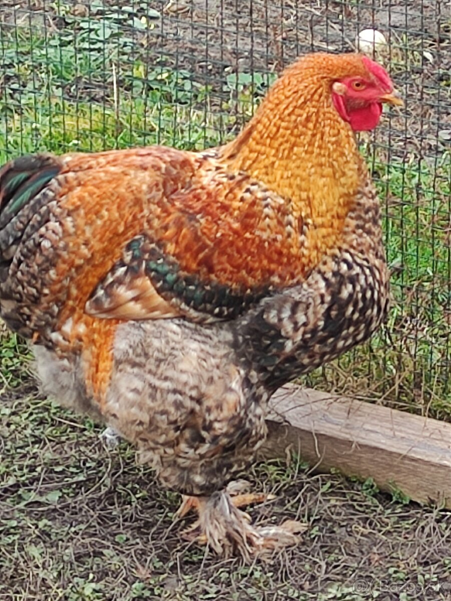 Oravka rodovofarebná - nádherný kohút