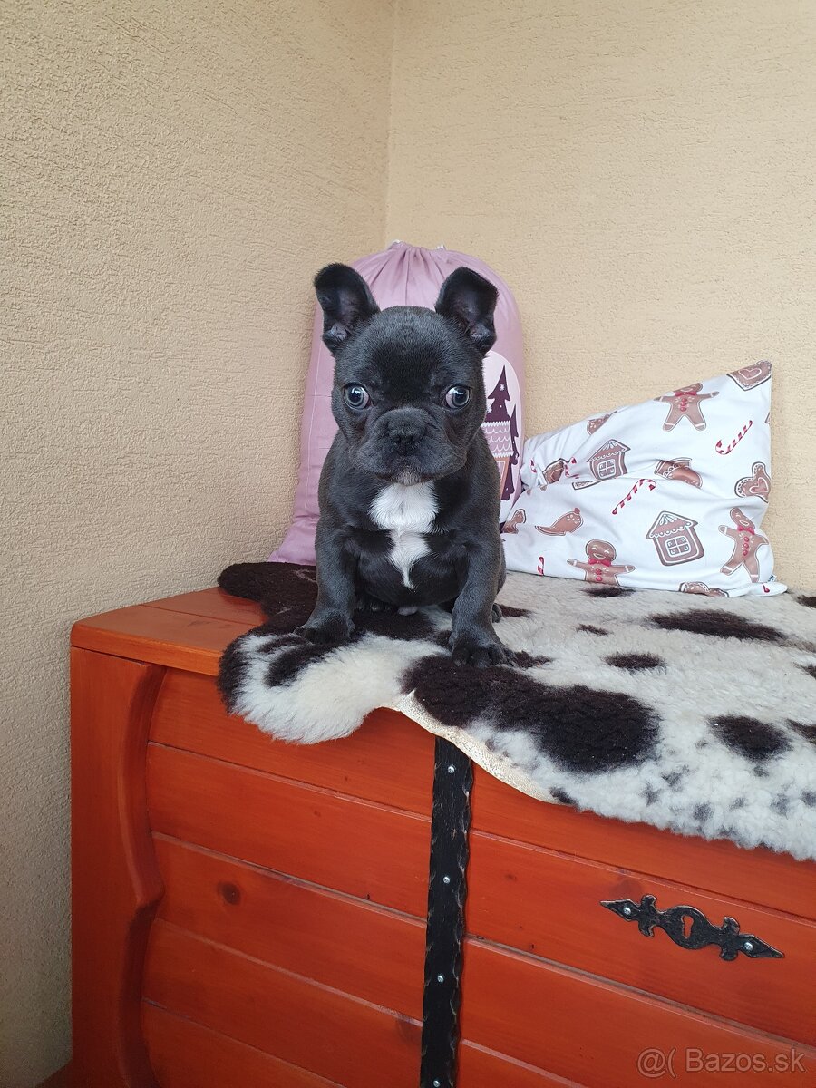 Francúzsky buldoček modrý