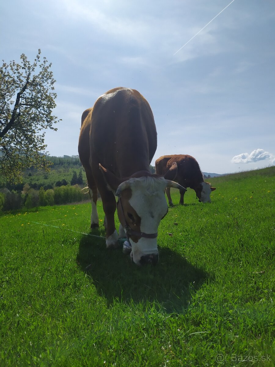 Jalovicka jalovica