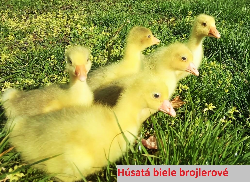 Predám húsatá biele brojlerové