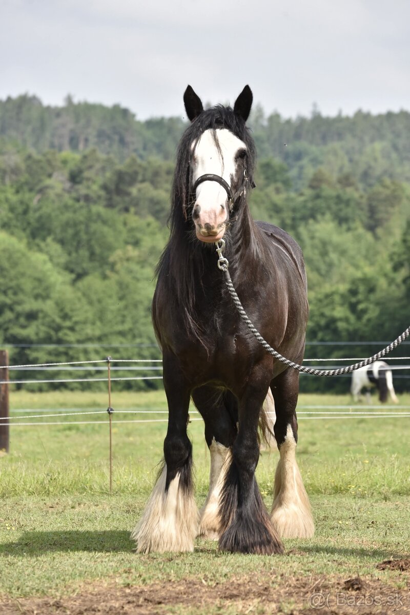 Irsky cob
