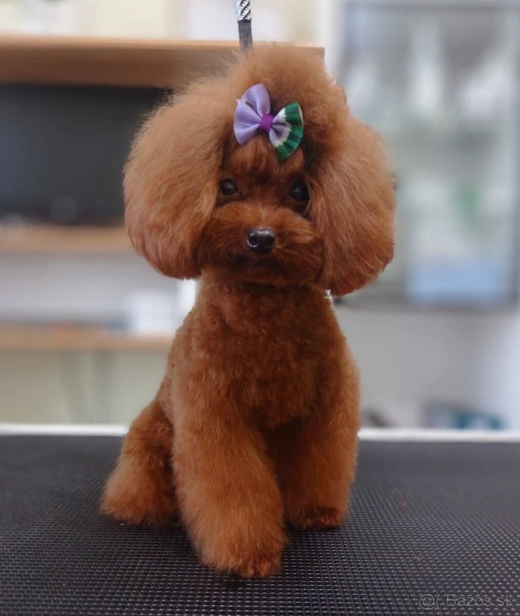 Pudlik mini toy