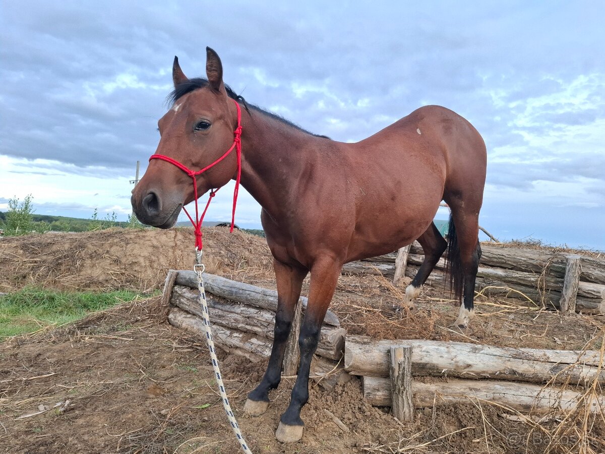 Predám 3/4 qh kobylku