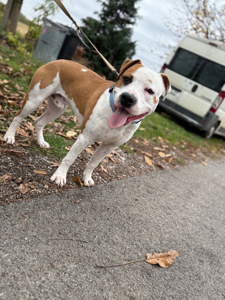 🦴 na Predaj Americký staford s PP – 8 mesiacov 🐾