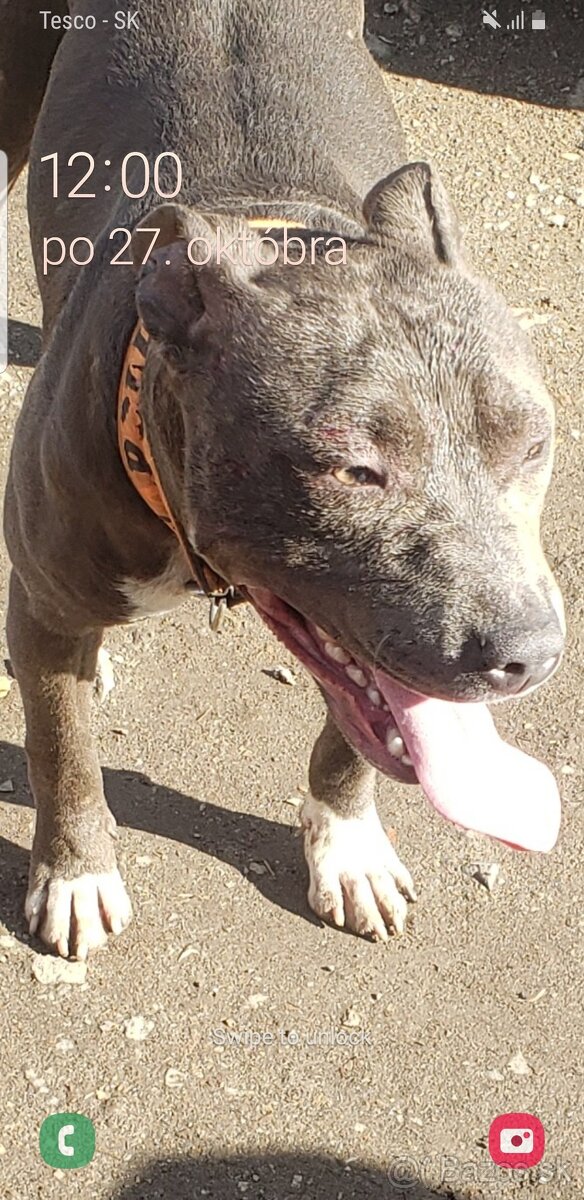 Predam americki Stafford terjer