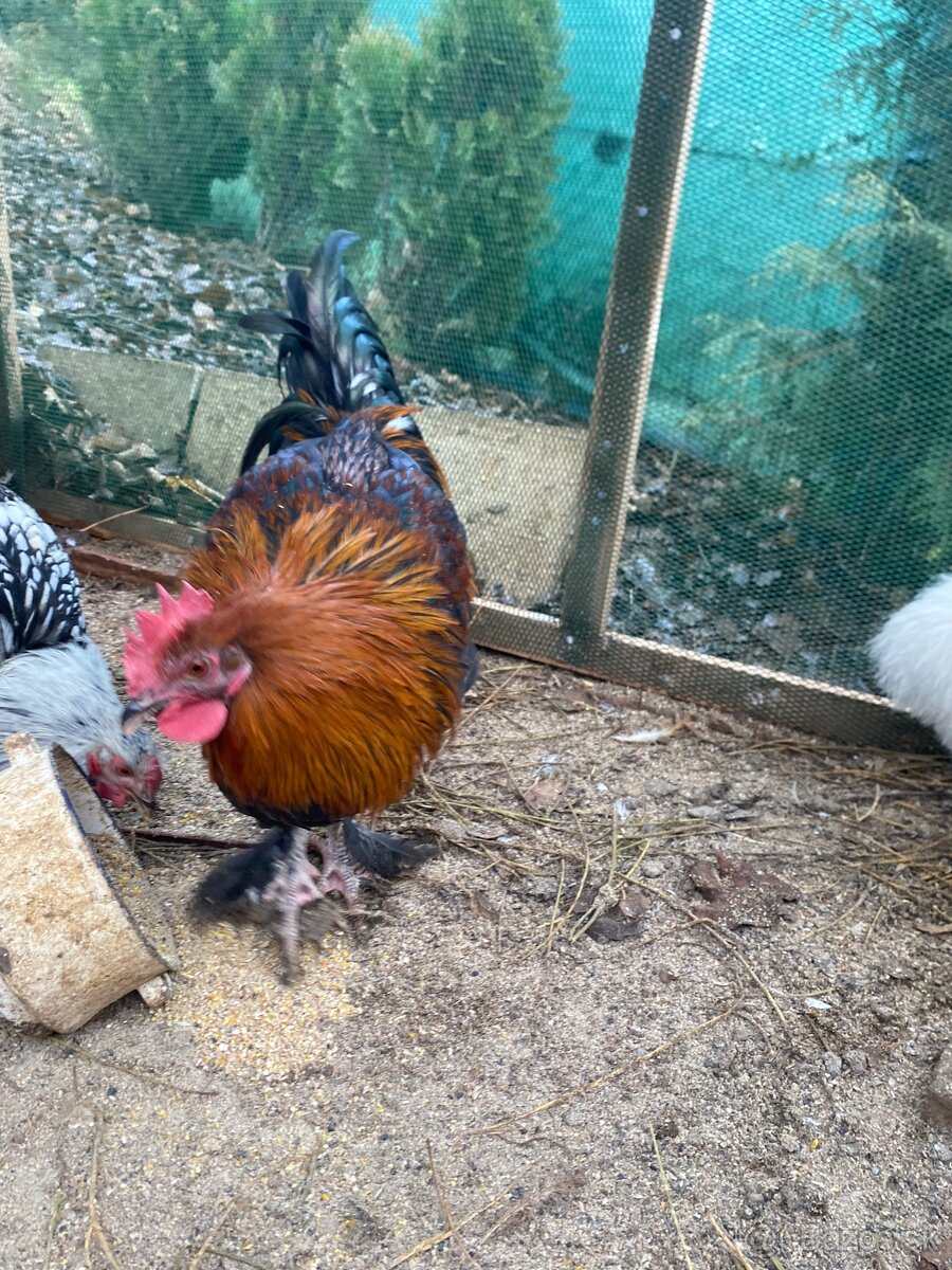 Predám kohuta maranska