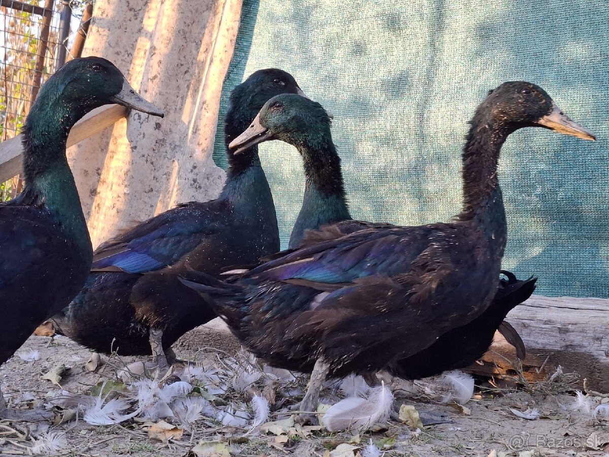 Kajuga káčer výmena alebo predaj