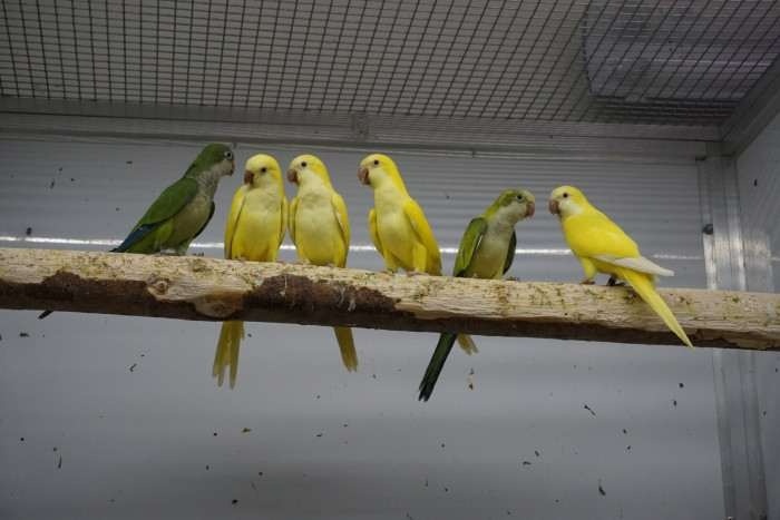 Predám mníchov Lutino