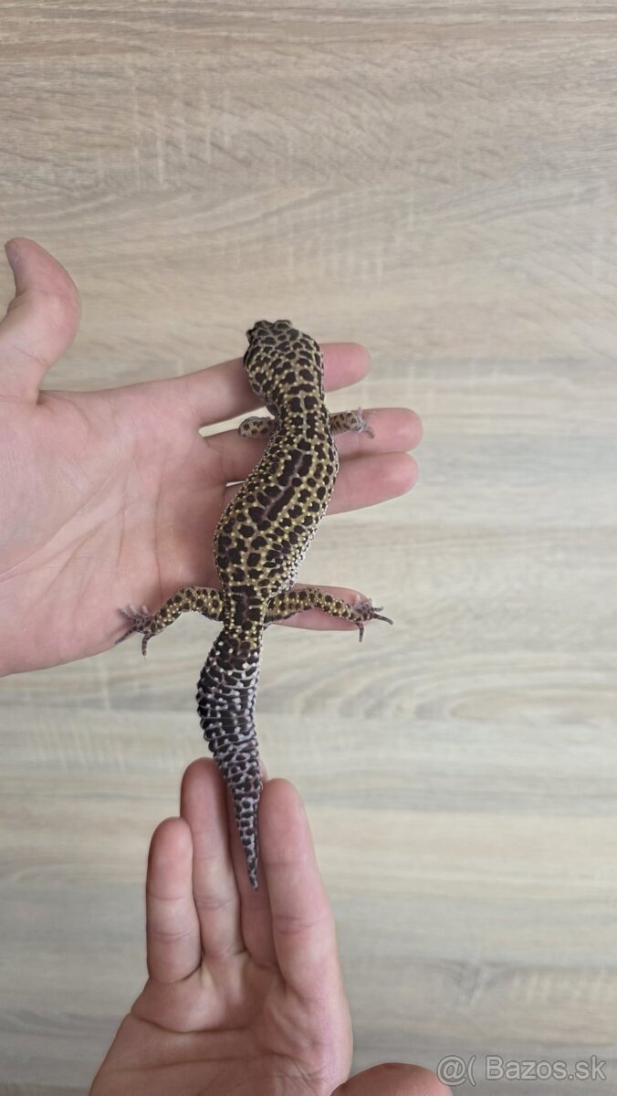 Gekončík nočný (Eublepharis macularius)