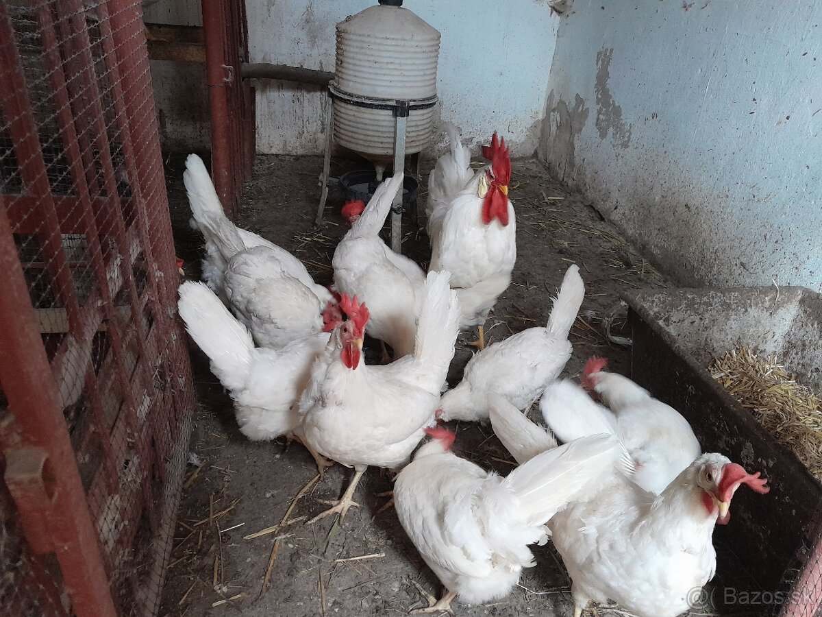 NV a kuriatka Leghorn