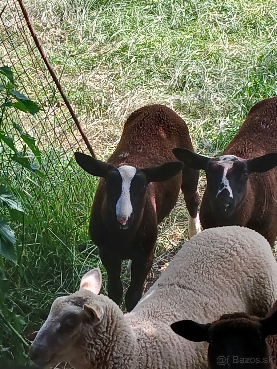 Zwartbles